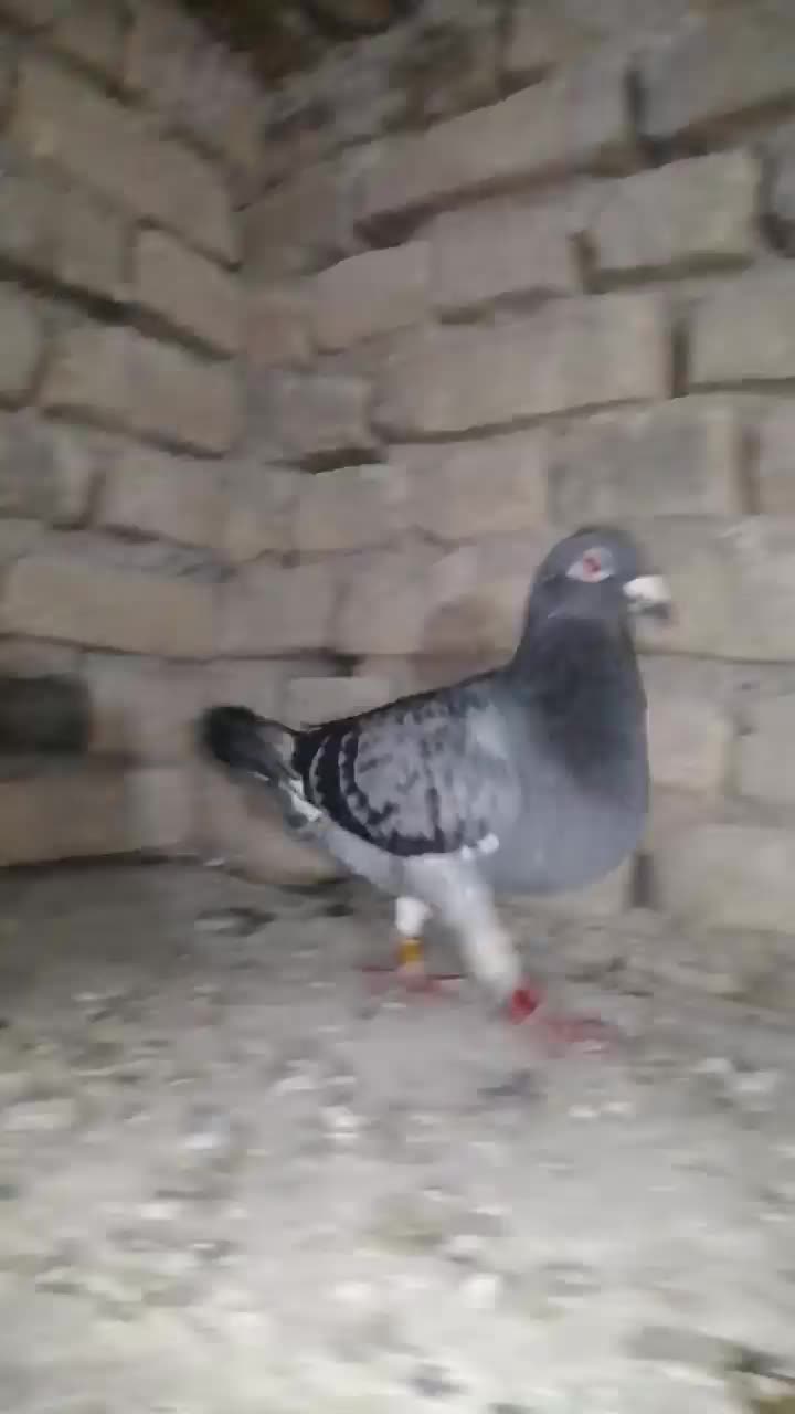 کبوتر|پرنده|تربت‌حیدریه, قائم|دیوار