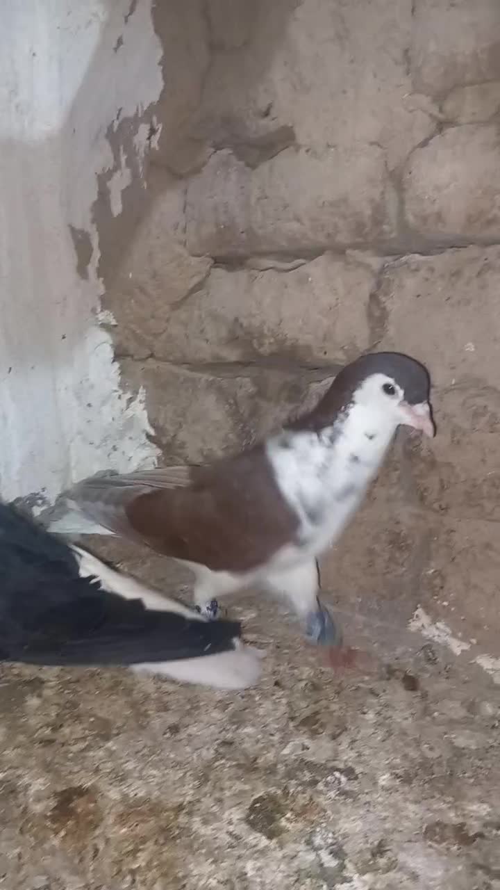ی جفت|پرنده|شیروان (خراسان), |دیوار