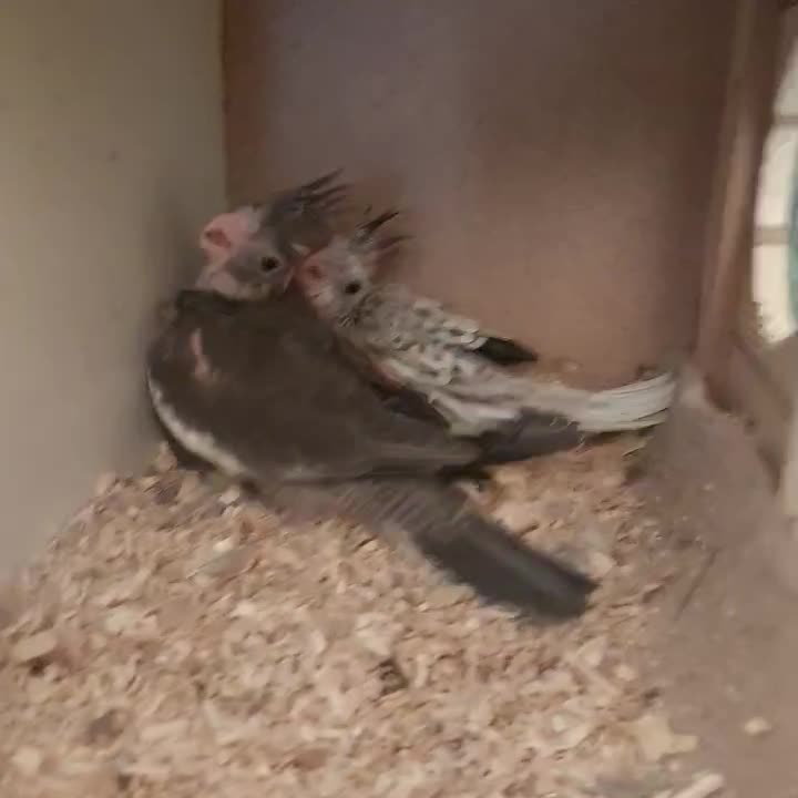 طوطی عروس هلندی جوجه وایتفیس و ایزابلا|پرنده|قزوین, |دیوار