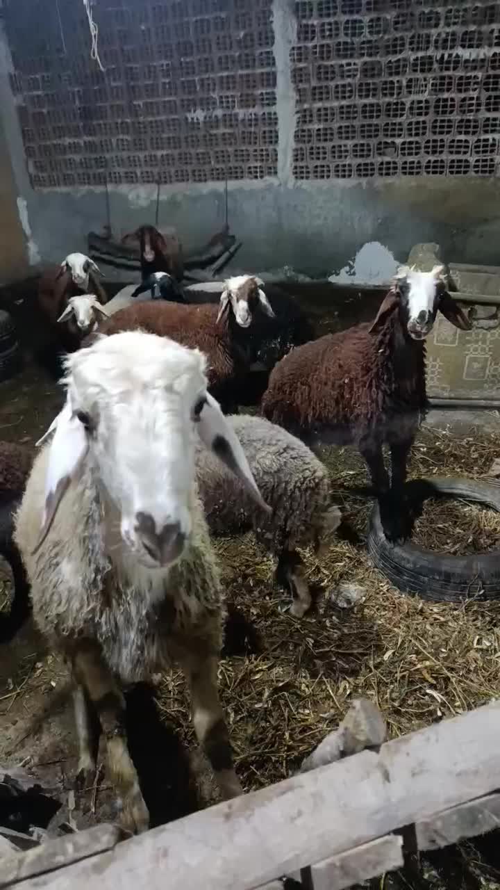 بره فروشی|حیوانات مزرعه|بندر گز, |دیوار