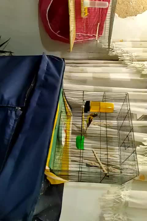 قناری|پرنده|سنقر, |دیوار