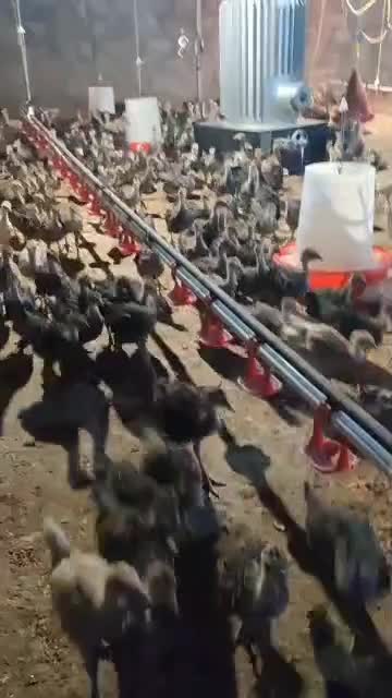 جوجه بوقلمون دوماهه|حیوانات مزرعه|میمند, |دیوار