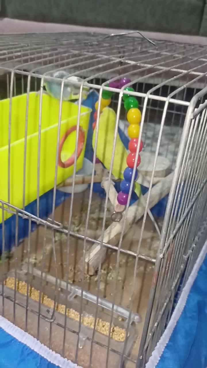 یک جفت مرغ عشق|پرنده|تهران, خرمشهر|دیوار