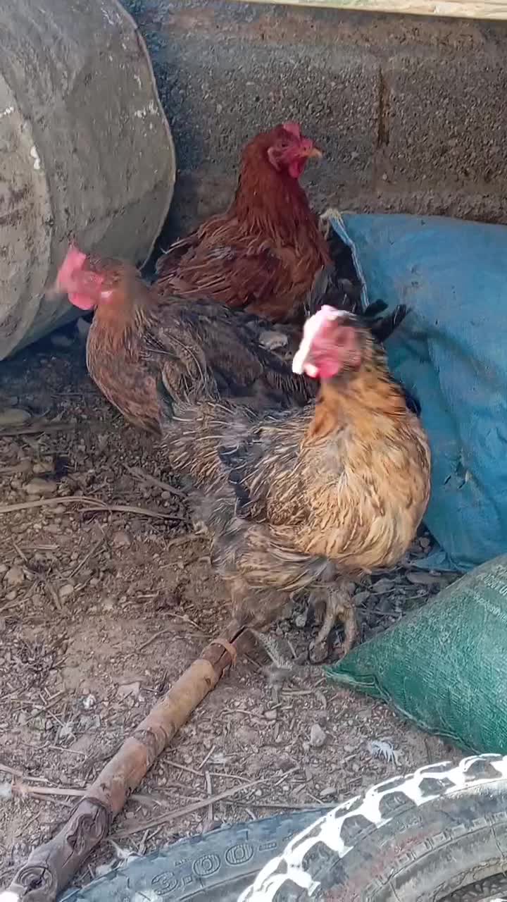 فروشی|حیوانات مزرعه|داراب, |دیوار