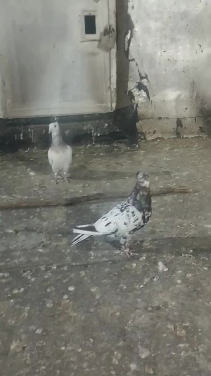 کفترا ماده همه|پرنده|نیشابور, شهرکهنه|دیوار