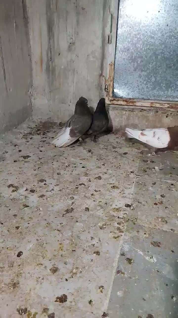 کبوتر|پرنده|شیراز, زیباشهر|دیوار