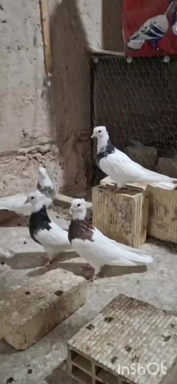 طوقی|پرنده|خمینیشهر, |دیوار