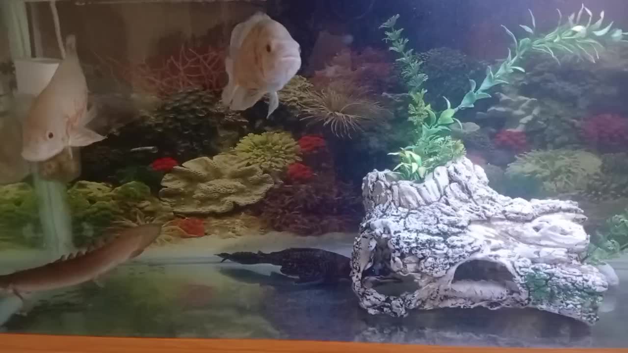 اکواریم یک متری اسکار|ماهی|سقز, |دیوار