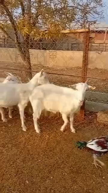 بز سانن|حیوانات مزرعه|هشتگرد, تهران دشت|دیوار