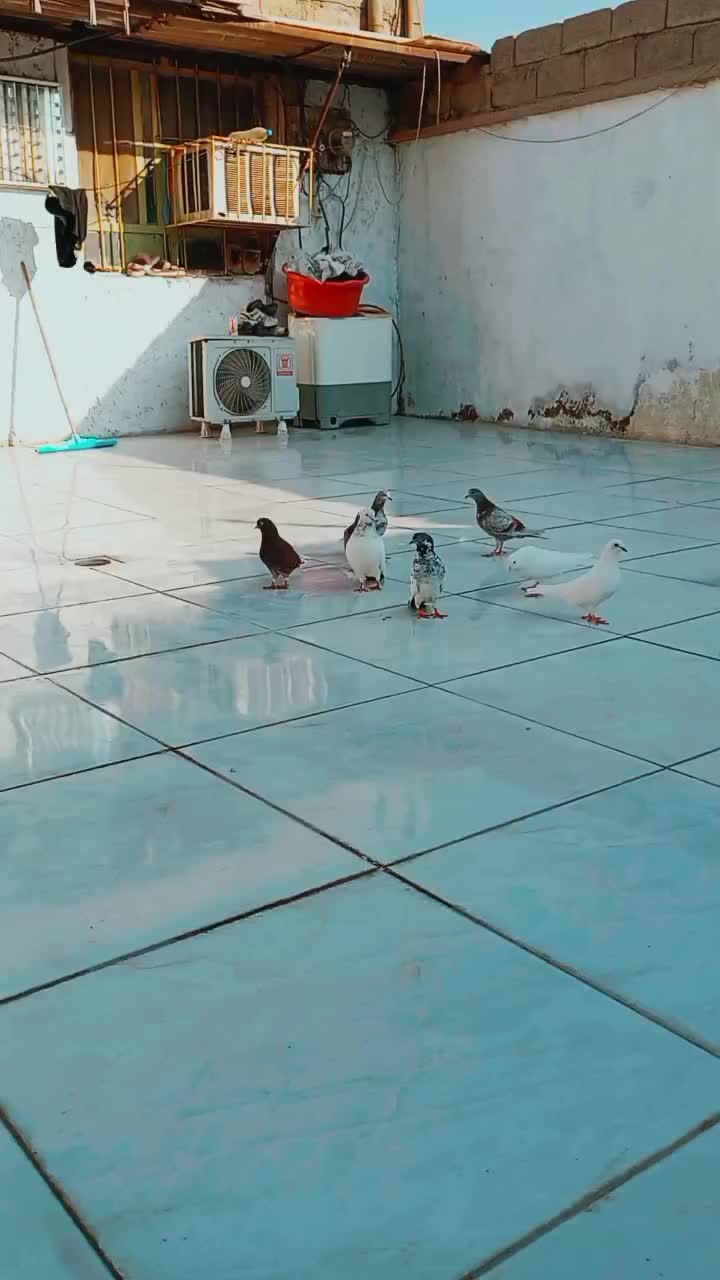 کبوتر اصل به شرط|پرنده|بندر امام خمینی, |دیوار