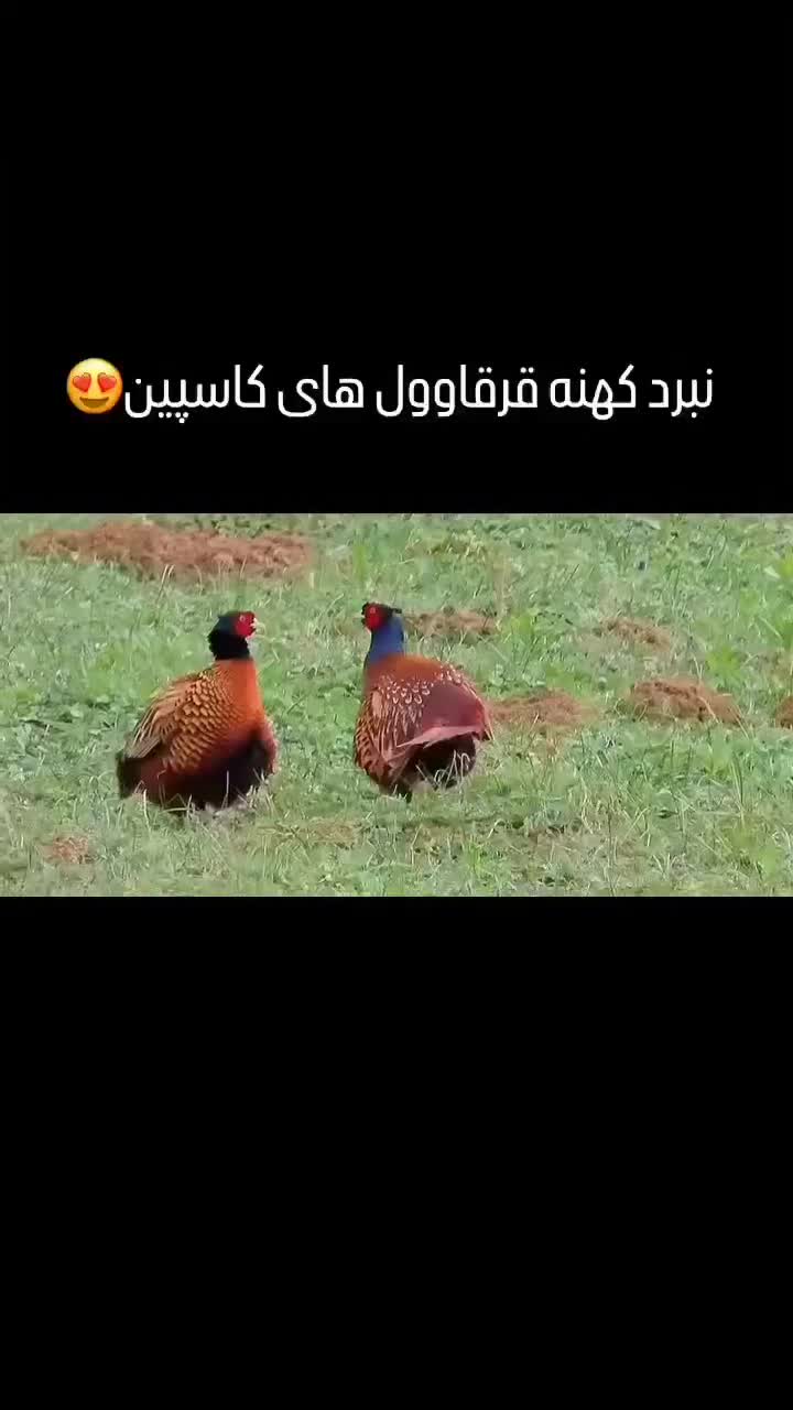 مرغ وخروس امریکایی|پرنده|بانه, |دیوار