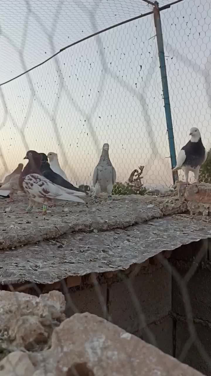 کفتر رنگی کبوتر پرشی|پرنده|تربت جام, میان جام|دیوار