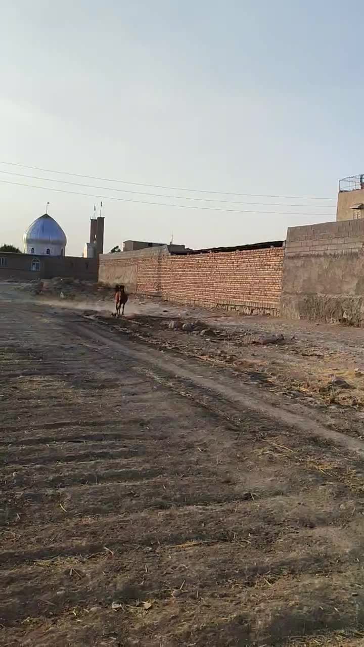 اسب|اسب و تجهیزات اسبسواری|مرودشت, کناره|دیوار