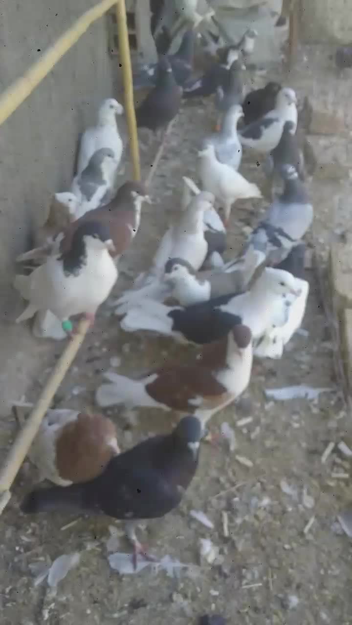 کبوتر|پرنده|نیشابور, کلاغان|دیوار