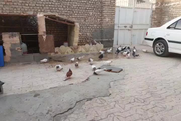 کبوتر بپر|پرنده|میناب, |دیوار