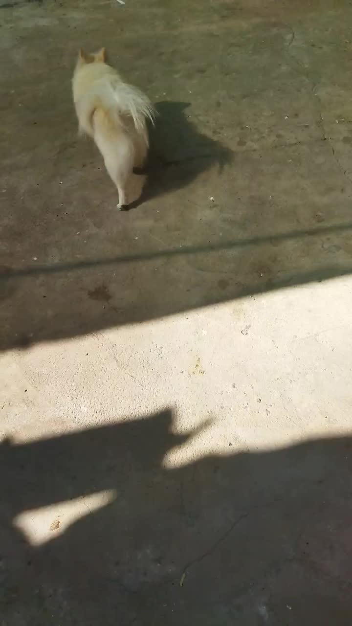 سگ پامر ماده|سگ|جیرفت, |دیوار