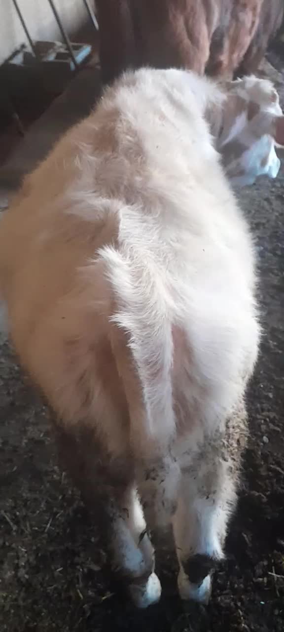 گوساله نر سیمینتال|حیوانات مزرعه|ملکان, |دیوار