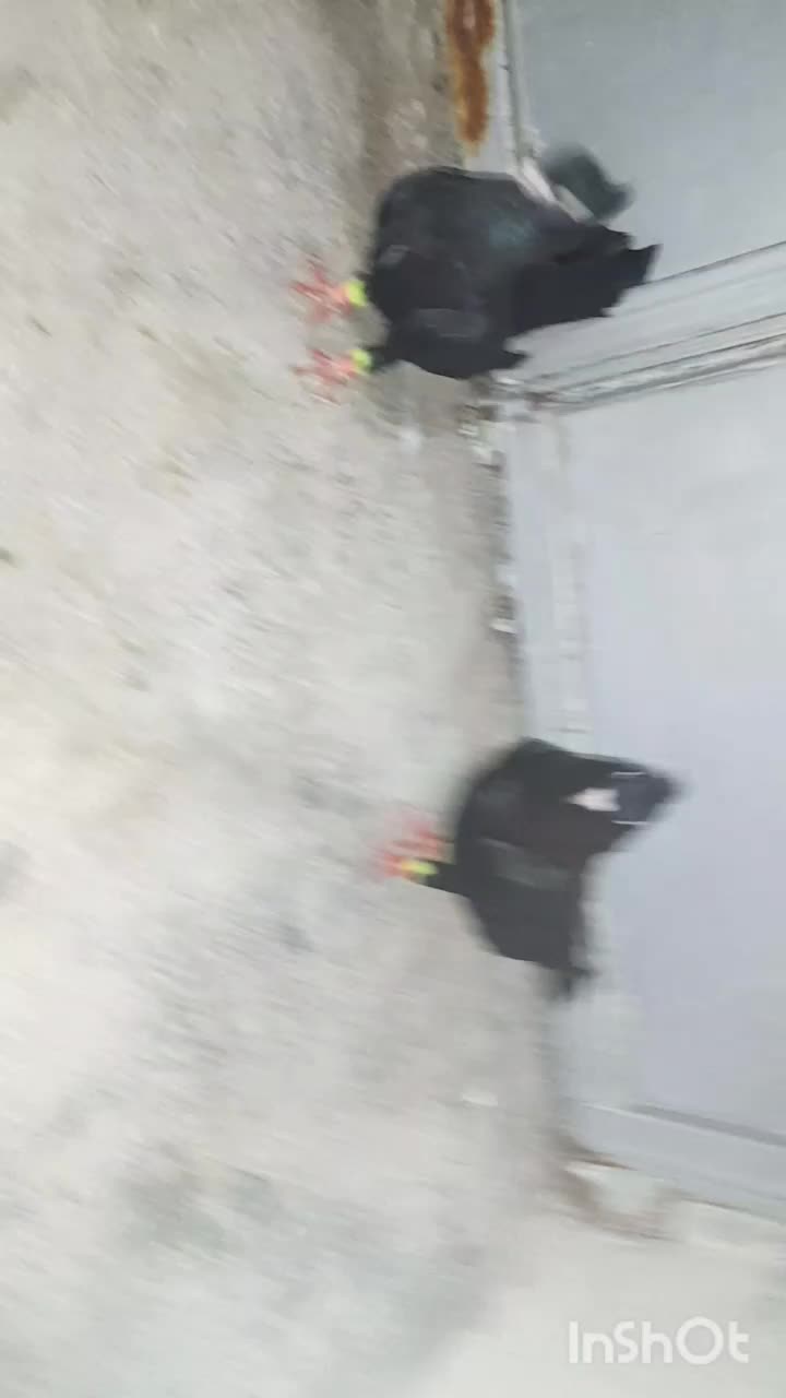 فروش یه جفت زاغ|پرنده|لامرد, |دیوار