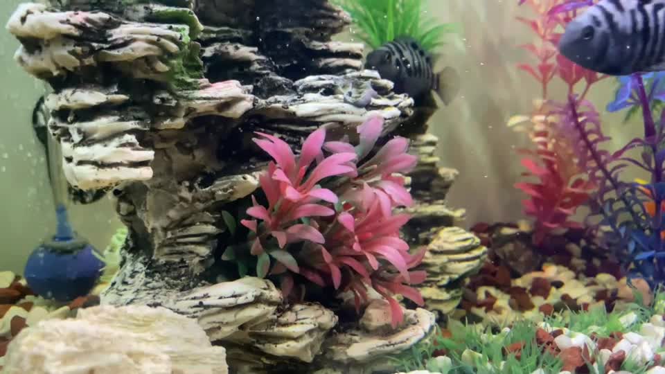 آکواریوم زیبا|ماهی|خرمآباد, |دیوار