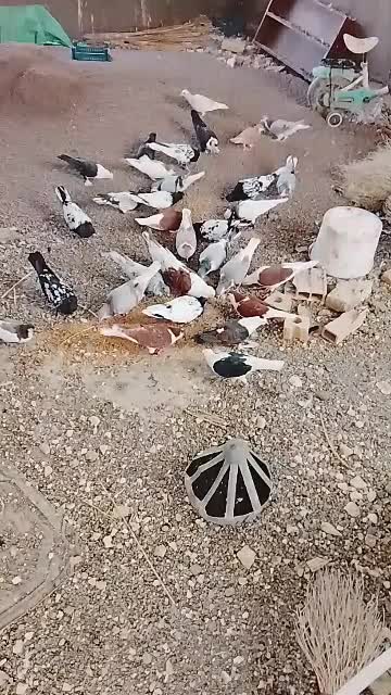 پرنده رنگی|پرنده|گلمکان, |دیوار