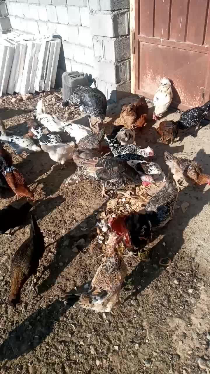 مرغ وخروس گلین لری|حیوانات مزرعه|فرخ‌شهر, |دیوار