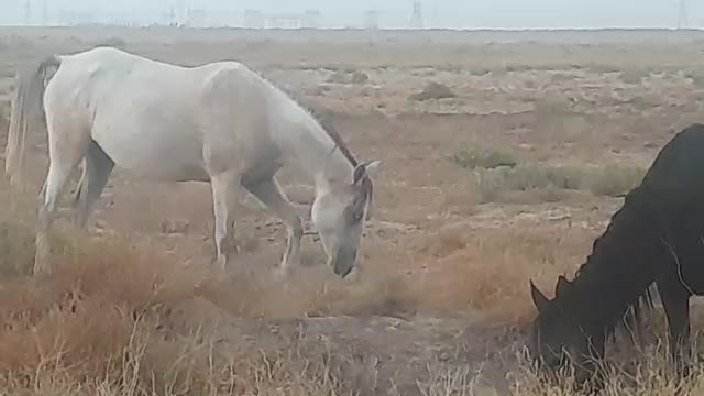 اسب حمدانی سمری|اسب و تجهیزات اسب‌سواری|اهواز, غیزانیه|دیوار