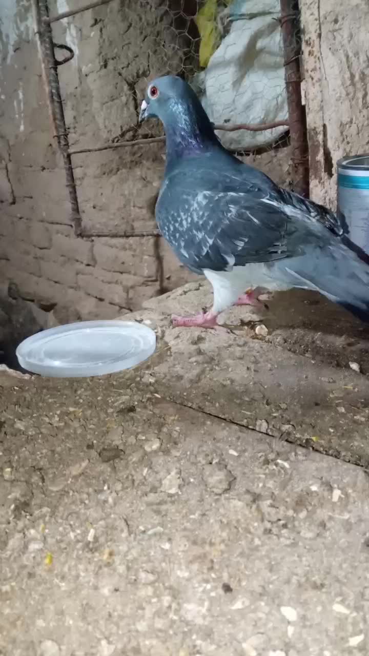 کفتر|پرنده|مود, |دیوار