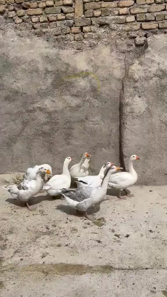 غاز|حیوانات مزرعه|بروجرد, |دیوار