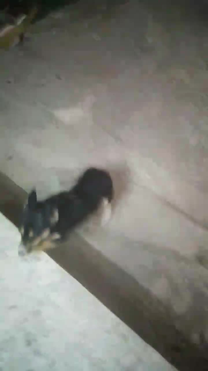 سگ پا کوتاه معاوضه با کبوتر|سگ|محمدیه-قزوین, |دیوار