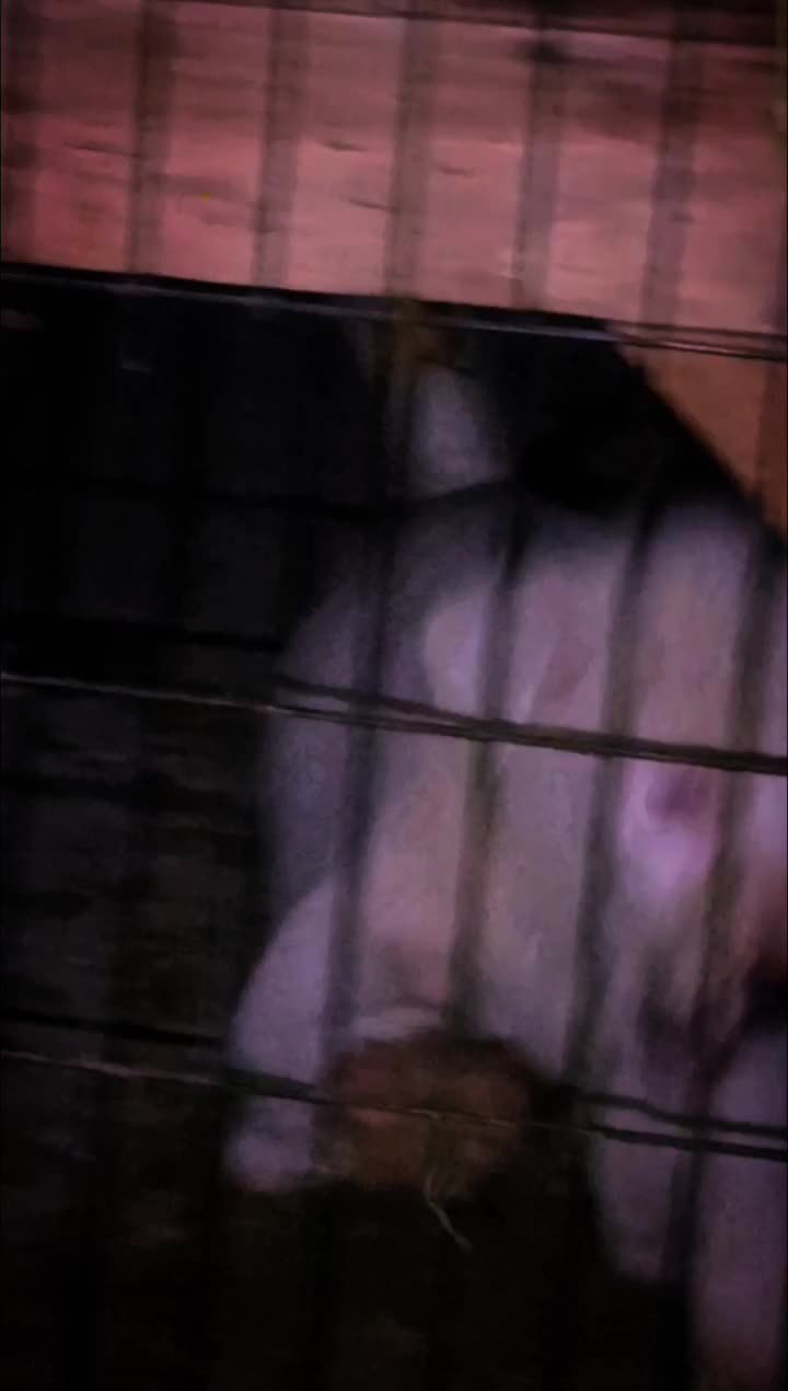 سگ سگ|سگ|بروجرد, |دیوار