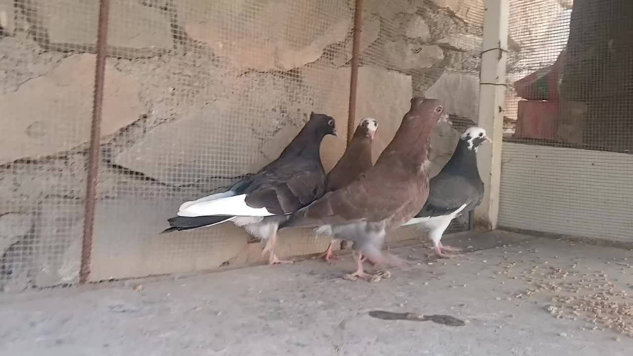 جوجه کاشانی|حیوانات|مسجد سلیمان, |دیوار