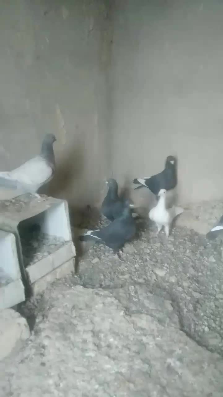 کبوتر دورگ|پرنده|شاهینشهر, خبرنگار|دیوار