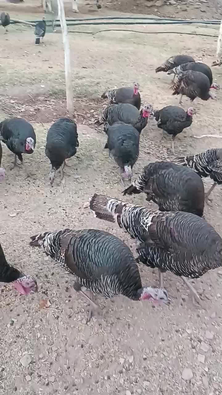 بوقلمون نر و ماده|حیوانات مزرعه|جاجرود, |دیوار