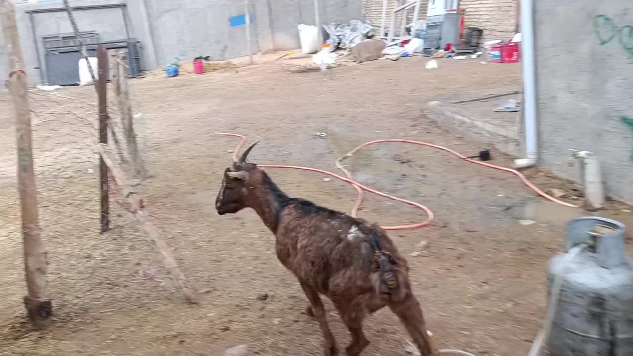 یک راس بز جوان وزن حدود 45 کیلو|حیوانات مزرعه|کرج, کرج نو|دیوار