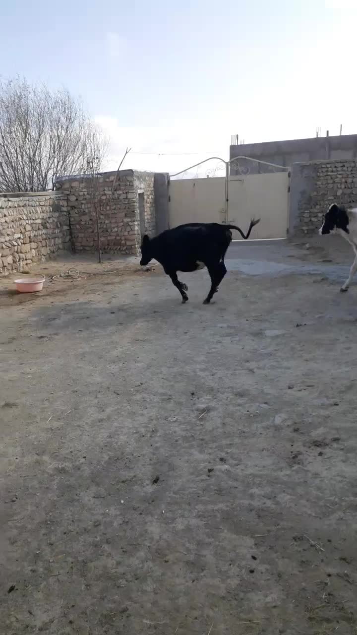 دوتا گاو دوگه شکم دوم هفت ماه ونیم آبستن|حیوانات مزرعه|کوراییم, |دیوار