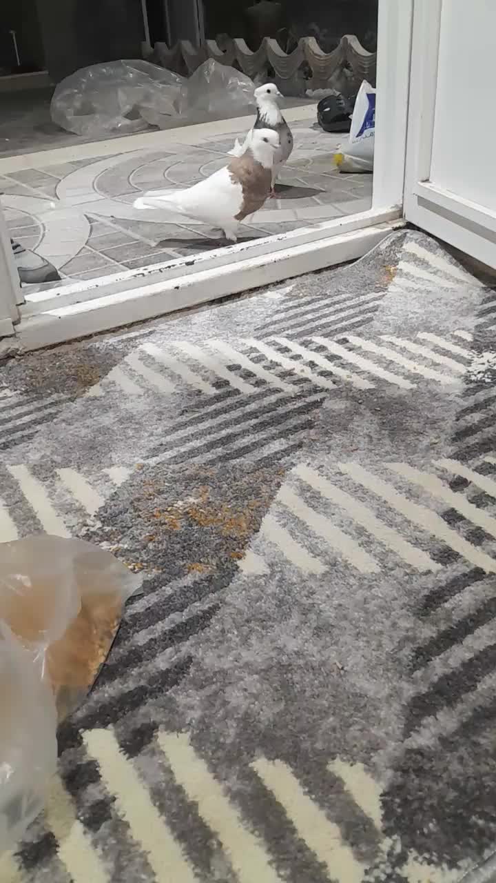 جفت طوقی|پرنده|جیرفت, |دیوار