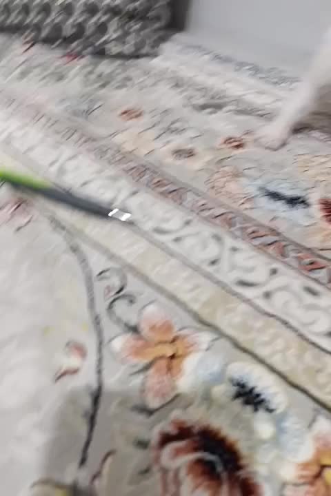 گربه|گربه|رباط‌کریم, شهرک والفجر|دیوار