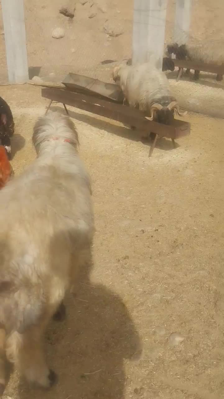 فروش کوه قوچ بختیاری همه رنگ|حیوانات مزرعه|بازفت, |دیوار