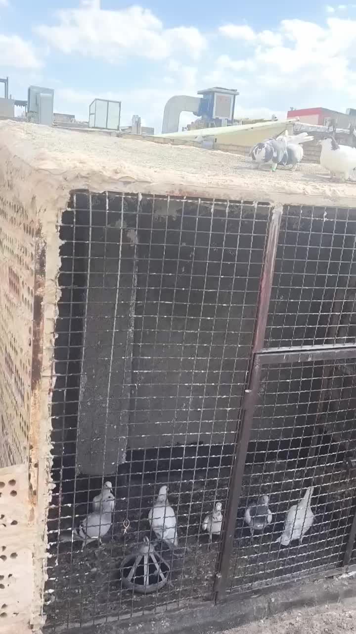 کفتر|پرنده|مشهد, محمدآباد|دیوار