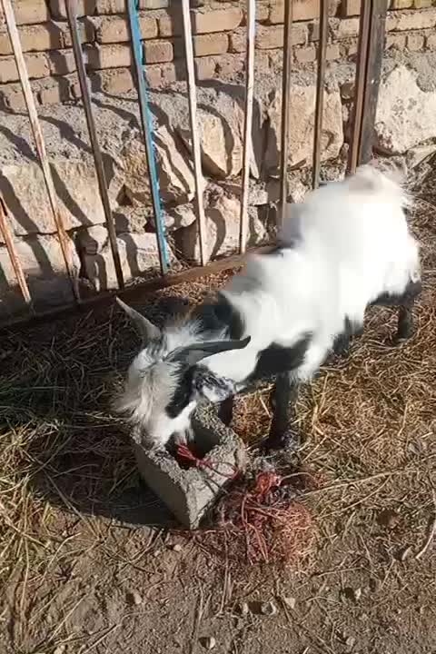 بر نر یکساله عراقی|حیوانات مزرعه|نوشین شهر, |دیوار