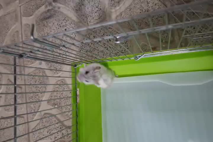 همستر کمپل|موش و خرگوش|ری, سیزده آبان|دیوار