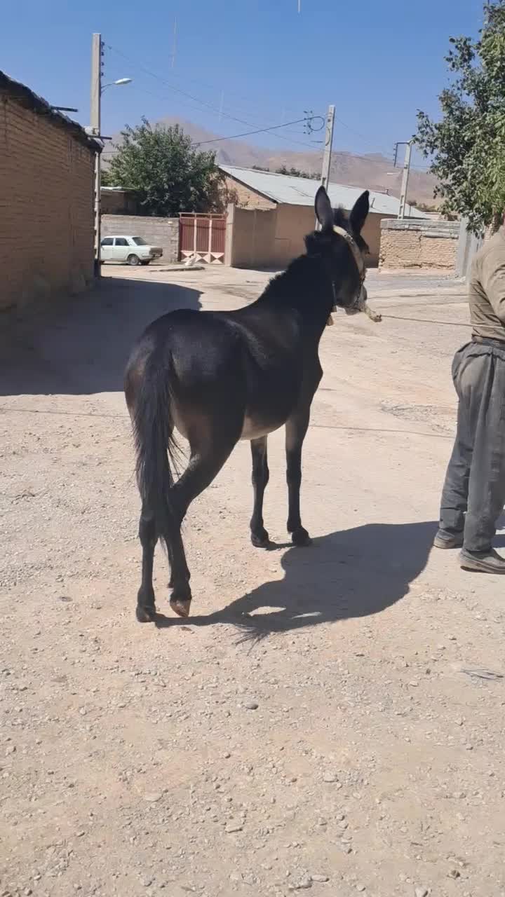 قاطر قودو و باری|حیوانات مزرعه|لاران, |دیوار