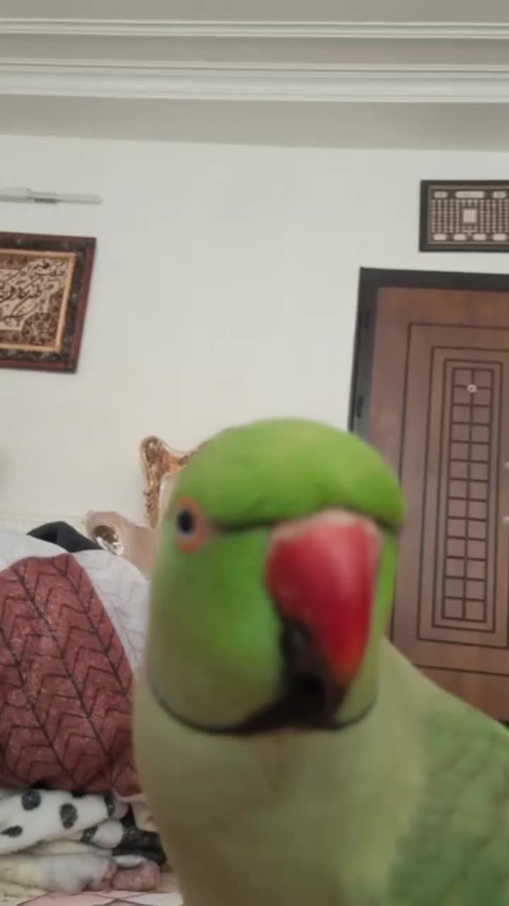 طوطی ملنگو ۲.۵ ساله نر|پرنده|اردبیل, |دیوار