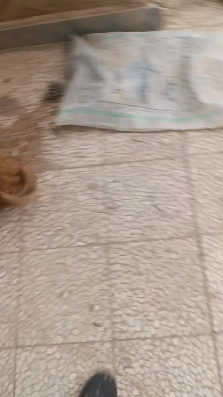 سگ تزینی|سگ|قم, طلاب غیر ایرانی|دیوار