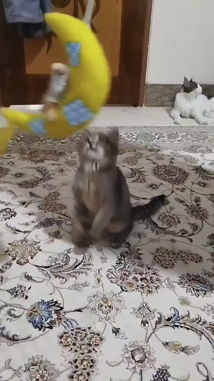 گربه بازیگوش ماده دو ماهو نیمه|گربه|اصفهان, اشکاوند|دیوار