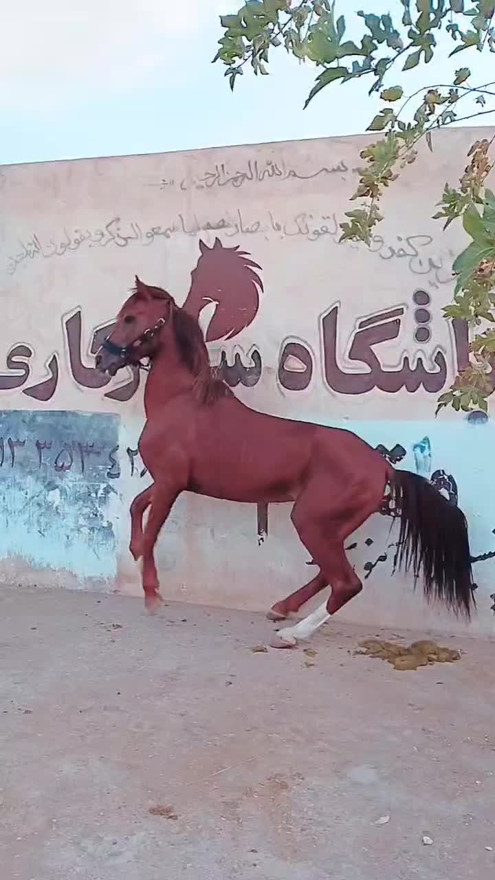 اسب|اسب و تجهیزات اسب‌سواری|یزد, |دیوار