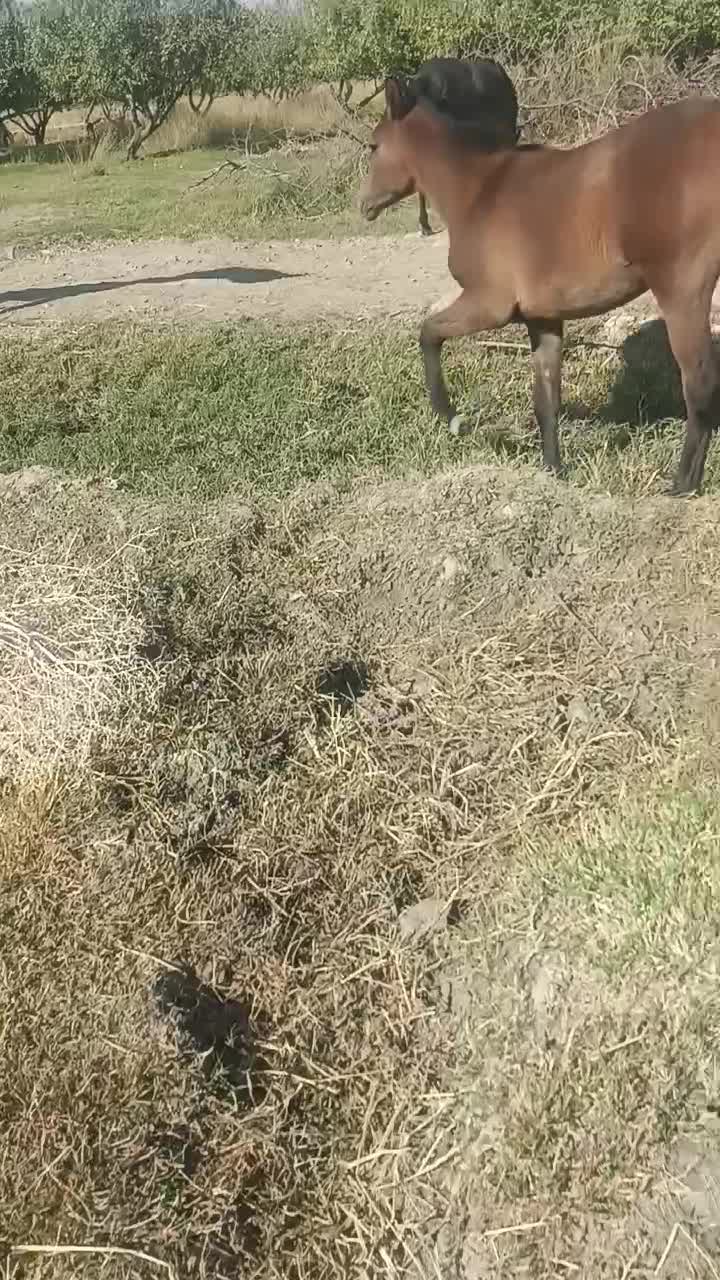 اگر خریداری زنگ بزن|اسب و تجهیزات اسب‌سواری|سیلاخور, |دیوار