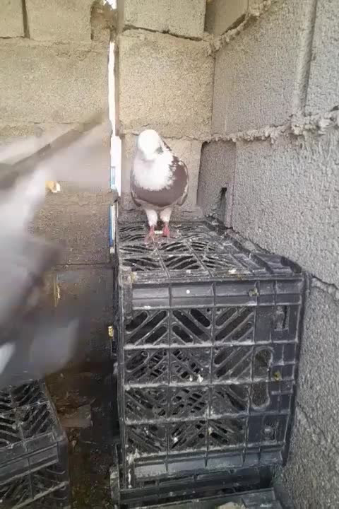 چند عدد کبوتر|پرنده|گمیشان, |دیوار