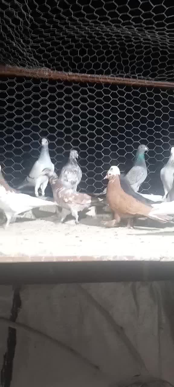 بیست عدد کفتر هوایی|پرنده|شیراز, شاپورجان|دیوار