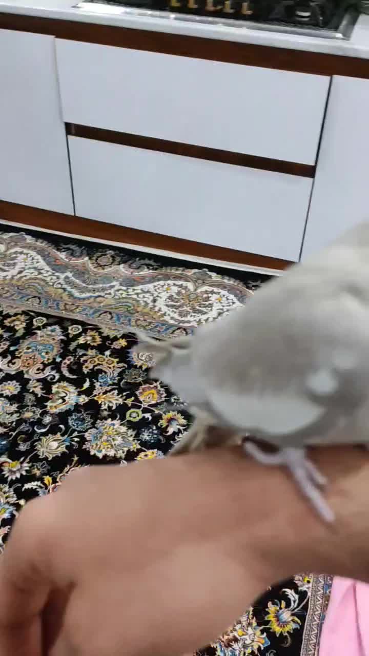 عروس هلندی نژاد خاکستری ماده تازه بالغ|پرنده|دورود, |دیوار